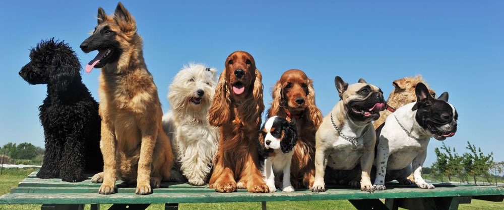Dog boarding and training